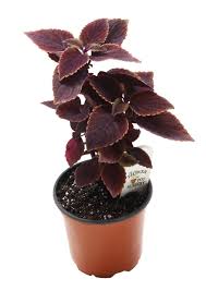 Image result for Coleus maculosus