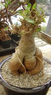 Image result for Fockea angustifolia