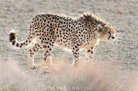 Pin On Wild Cats