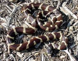 California Desert King Snake California King Snake Desert King Snake