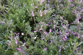 Image result for Dicliptera sp. C