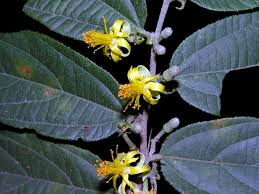 Image result for Grewia flavescens
