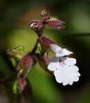 Image result for Stachys pseudonigricans