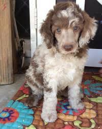 So if you want to own the parti poodle, then you should have an affordable amount. Hidden Meadows Standard Parti Poodles Standard Poodle Puppies For Sale California Poodle Poodle Puppy Standard Poodle Puppies For Sale Poodle Dog