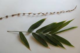 Image result for Oreobambos