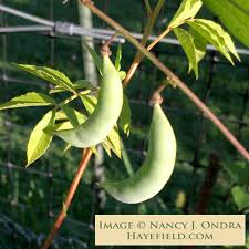 Image result for Phaseolus