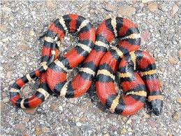 Image result for Tinnea apiculata