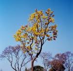 Image result for Ochna schweinfurthiana