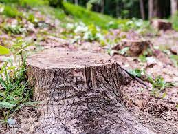 Check spelling or type a new query. 3 Ways To Remove A Tree Stump Without A Grinder