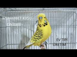 Albino Muhabbet Kusu Ve Fiyati Youtube
