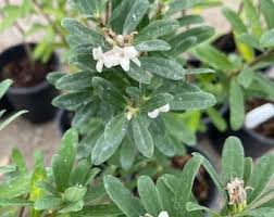 Image result for Synandrodaphne