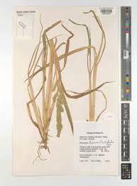 Image result for Echinochloa brevipedicellata