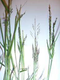 Image result for Eragrostis porosa