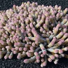 Image result for Euphorbia glanduligera