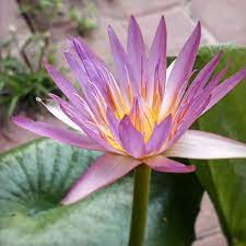 賞花樂 flower flowerinsta be one flowers phx flowers quintaflower flowers super pics flowerpic symply flowers lotus