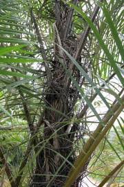 Image result for Raphia australis