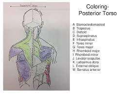 October 28, 2020 reading time: Muscles Of The Torso Upload 8 21 Muscles Of The Torso Worksheet Ppt Download
