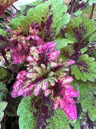 Image result for Coleus grandidentatus