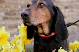 Black And Tan Coonhound For Sale In Michigan Pin On That Darn Coon Dog