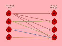 Blood Type Donate Charts Sada Margarethaydon Com