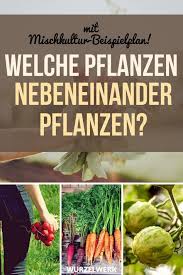 28 Gemusearten Und Ihre Wirksamsten Mischkultur Partner Beispielplan Wurzelwerk Mischkultur Schadlinge Im Garten Gemuse Pflanzen
