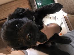 The aussiedoodles are considered the canine einsteins due to their great intelligence. mini, aussiedoodle dogs, aussiedoodle puppy, aussiedoodle breeder, aussiedoodle california, mini aussiedoodle rescue, aussiedoodle dog, aussiedoodles breeders. Aussie Doodles Puppies For Sale Clare Mi 171166