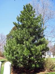 In early winter at bukhansan nation park south korea. Pinus Koraiensis Korean White Pine For Sale