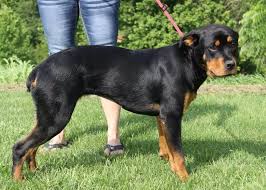 Black And Tan Coonhound Puppies For Sale In Ohio Ownersurrender 5 7 14 Marietta Oh Rottweiler Aleah Female 9 Month Old Puppy Black Amp Tan Docked Tail Ohio Vall Losing A Dog Humane Society Rottweiler