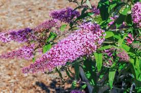 The creation of a microcosm that includes vegetables, fruits, trees, bushes, wheat, flowers. Buddleja Davidii Pink Delight Butterfly Bush