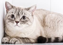 My job makes me depressed. Depression In Cats Understand The Signs Causes And Treatment