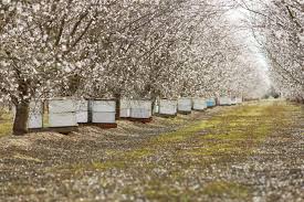 We did not find results for: Can Native Bees Help Pollinate Almonds