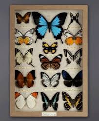 Superbe Cadre Papillons Multicolores Encadrement Boite Papillons Decoration Insolite Papillon Fete Theme Papillon