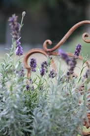 Lavendel Lavender Lavendel Lavendelgarten Pflanzen