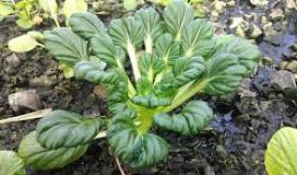 Tatsoi, la planta más popular de Asia también se cultiva en ...