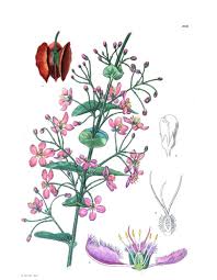 Image result for Triaspis hypericoides