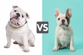 They need an owner who knows how to display strong leadership and who understands alpha canine behavior. English Bulldog Vs French Bulldog Which Is Right For You