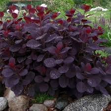 We did not find results for: Cotinus Royal Purple Purple Smoke Bush Garden Plants