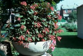 Fall 2018 List 11 Plants