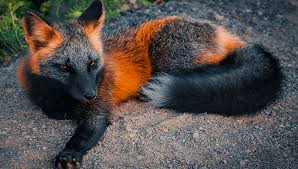 Black And Orange Fox Breed Believe It Or Not This Rare Melanistic Fox In 2020 Melanistic Fox Orange Fox