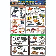 Chart No 21 Sea Animals Amphibians And Reptiles