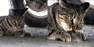 Kedi Vs Fare Oyunu Oyna