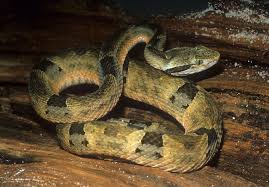 Image result for Bothrops punctatus