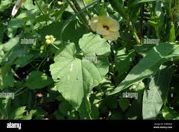 Image result for Momordica foetida
