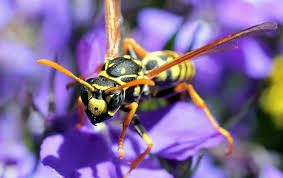 We look forward to hearing from you! Eco Pest Control Trusted Residential Commercial Pest Control For Mi