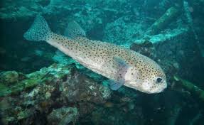 Its distinctive spines are usually held. Spot Fin Porcupinefish Diodon Hystrix Marine Life Liveaboard Diving
