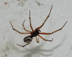 steatoda nobilis wikipedia