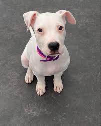 💕Welcome Bonnie to the Underdogs💕 This 13 lb, 3-month-old cutie patootie  landed herself at the Detroit shelter — but thanks to an amazing foster 🙌,  she's now safe and soaking up the