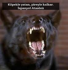 Kopek Ile Ilgili Anlamli Sozler Bilgi Kaynagi Aggressive Dog Dogs Family Dogs