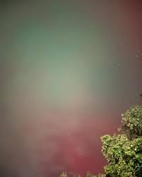 Rose Petillo McCarthy (@crosez) • Фото и видео в Instagram