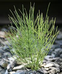 Image result for Equilabium pulcherissimum